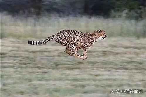 cheetah猎豹英语