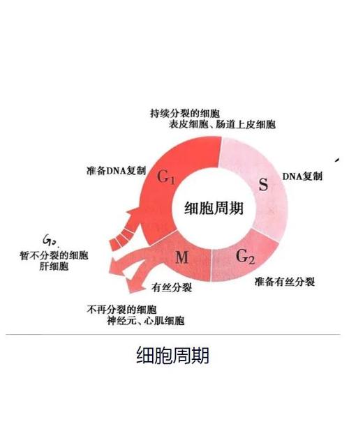 细胞G0 G1 S G2M期