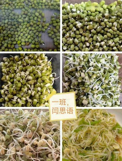 豆芽发芽过程