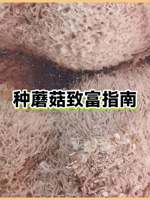 种蘑菇一年能挣多少钱