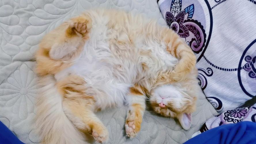 熟睡中的猫咪桃子移植-熟睡