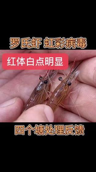 虹彩病毒 虹彩病毒