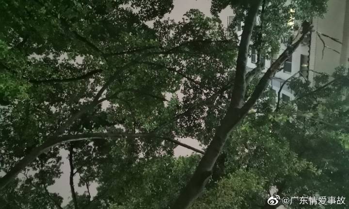 疯人愿图标