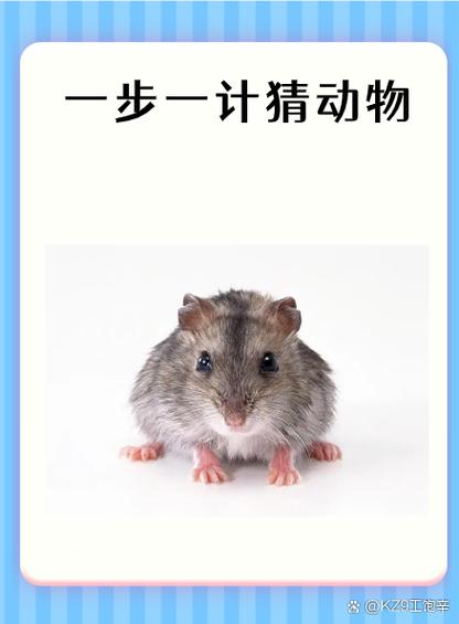 猜测的猜 猜测的猜
