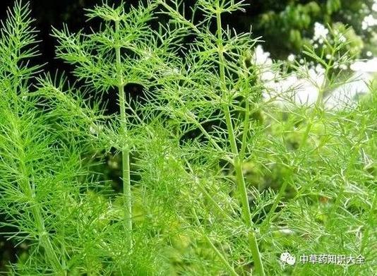 中药小香是什么东西