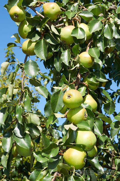绿色的水果像梨