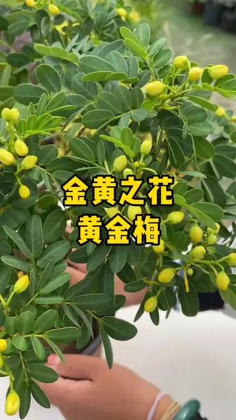 黄金梅图片大全