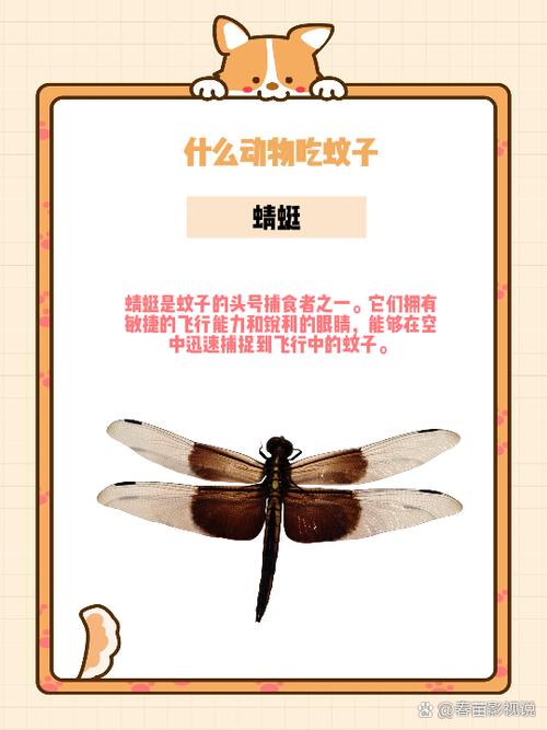 电脑有回声怎么办
