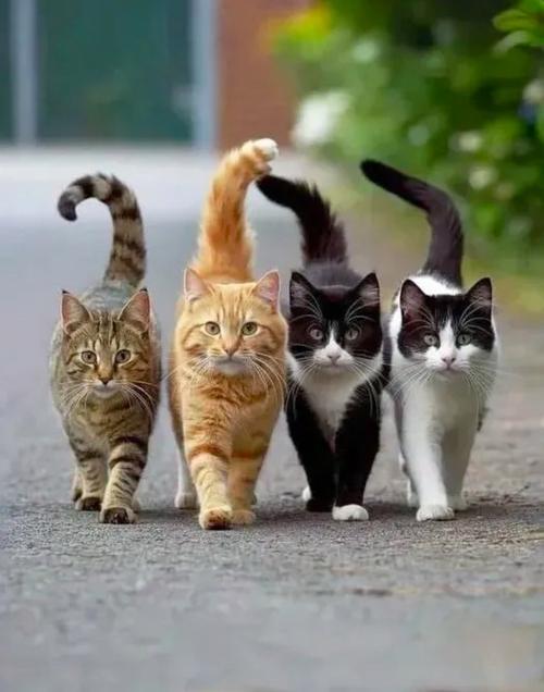 猫聊app官网