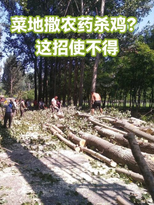 在菜地里撒毒药毒死鸡