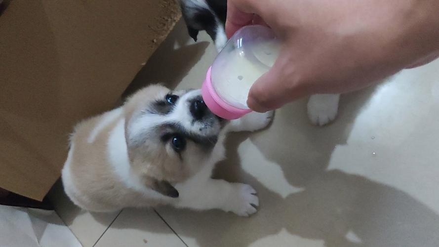 小狗崽吃奶 小狗崽吃奶