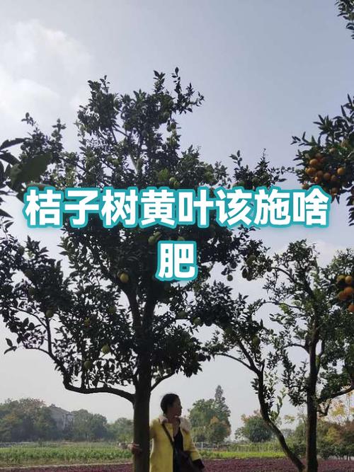 柑橘树叶子发黄用什么肥料