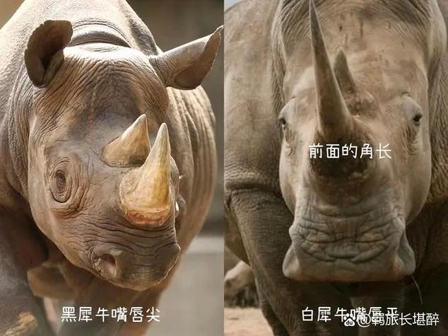 黑犀牛白犀牛区别