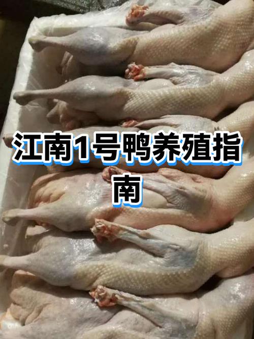 养1000只鸭利润是多少