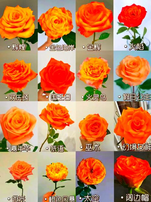 橙色的花有哪些