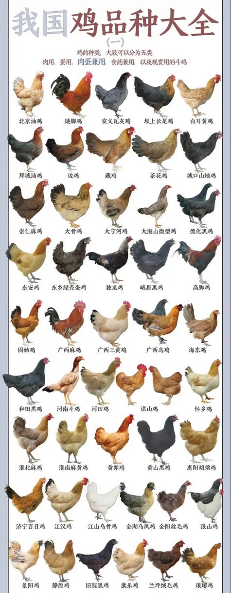 最好吃的土鸡品种排名