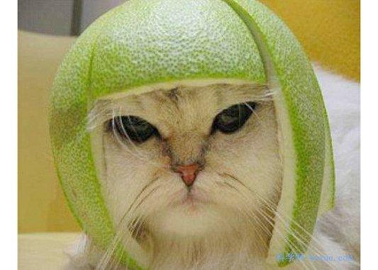 猫 柚子