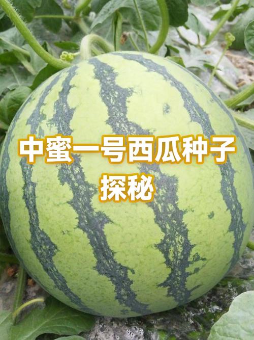 特大西瓜品种介绍