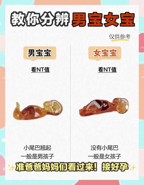 崽崽是男孩还是女孩