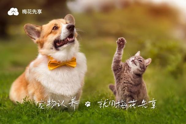 领养别人家的猫好不好