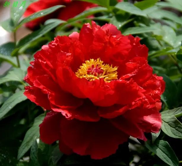 红色花大全100种