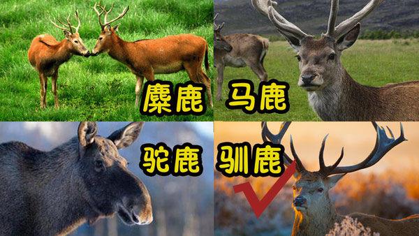 麋鹿官网