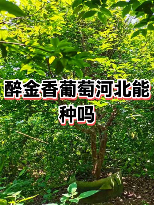 醉金香葡萄有籽吗