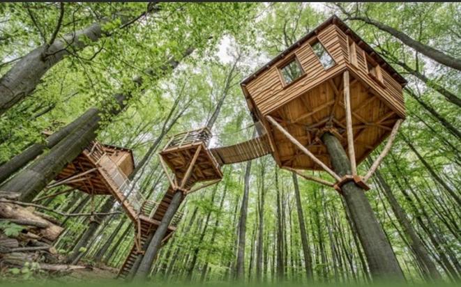 野外怎么建造树屋截图1