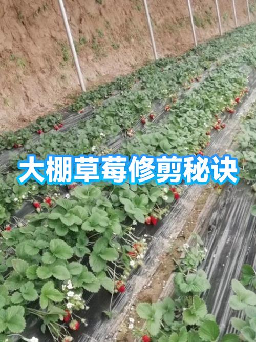 草莓修剪视频教程 草莓修剪视频教程