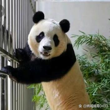 熊猫最旺的5个贵人