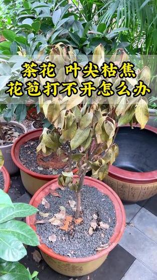 茶花叶子尖发黑枯萎像烧焦