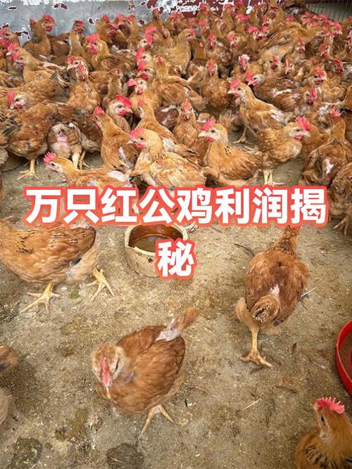 公鸡养殖成本和利润