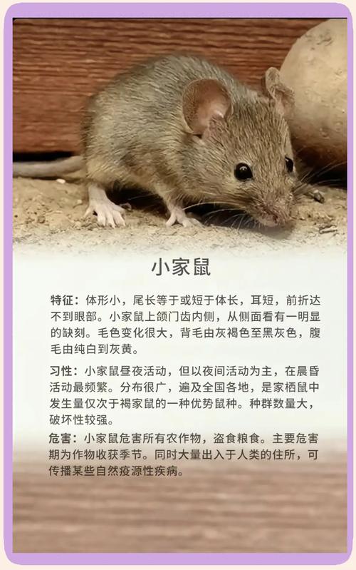 模拟老鼠器5中文版