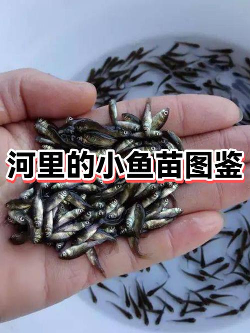 吃小鱼苗需要去内脏吗