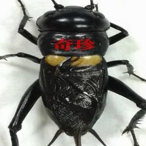 黑色蛐蛐是什么品种