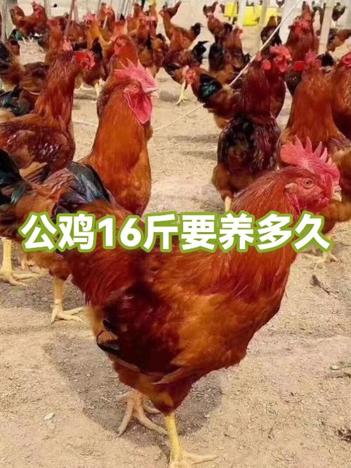 养公鸡一只利润