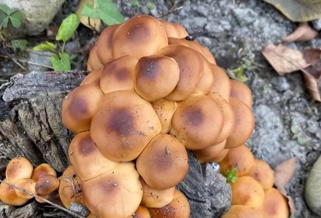 江西野生蘑菇品种