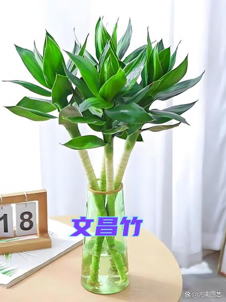 富贵竹和转运竹的区别 富贵竹和转运竹的区别