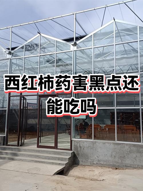 西红柿黑了一块还能吃吗