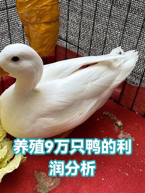 养鸭子100只鸭子多少利润