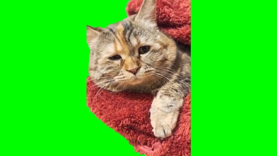 猫声有声小说在线听