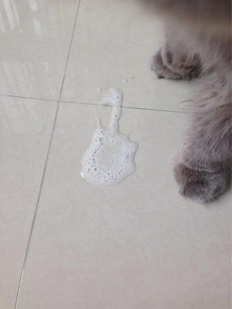 猫咪呕吐白色泡沫