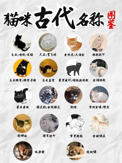 橘猫最贵的三个品种
