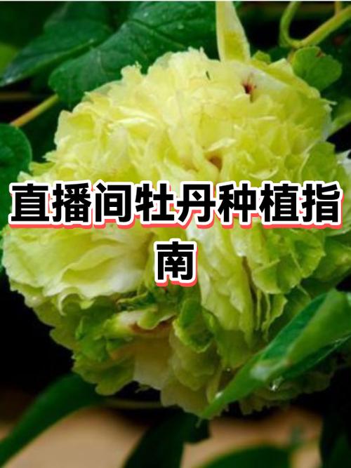 牡丹直播最新版本更新内容截图1