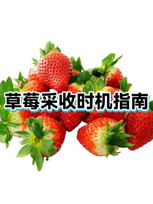 塞尔达草莓哪里摘