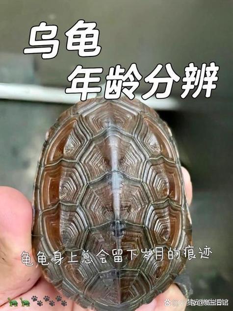 龟生长纹爆纹的危害