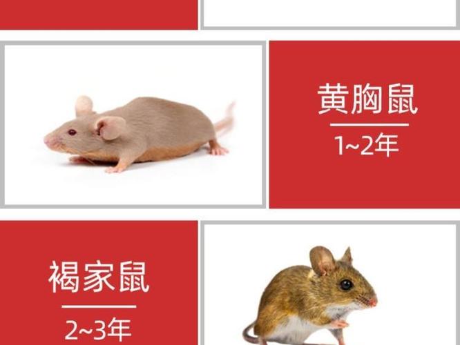 老鼠最怕啥气味
