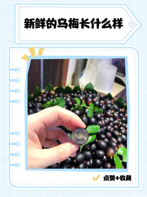 新鲜乌梅的辨别方法