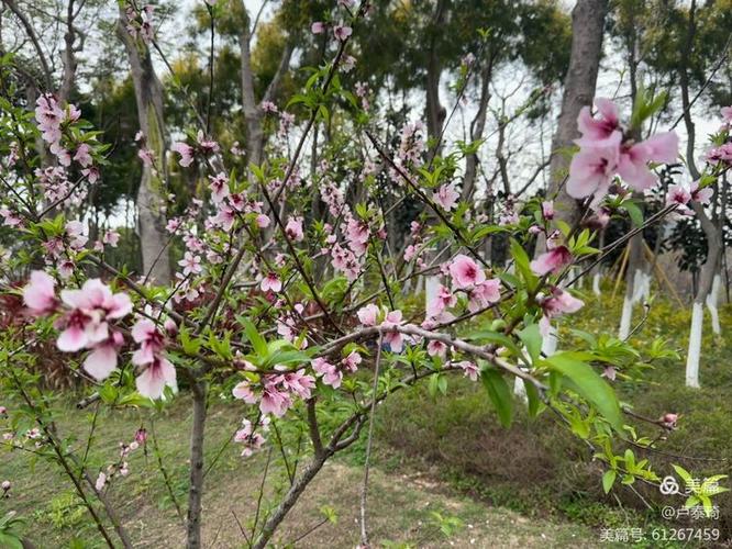 《秋天桃花》动漫观