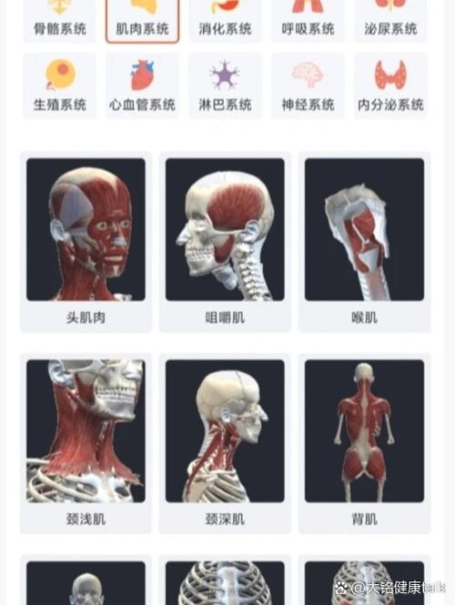 人体骨头结构app